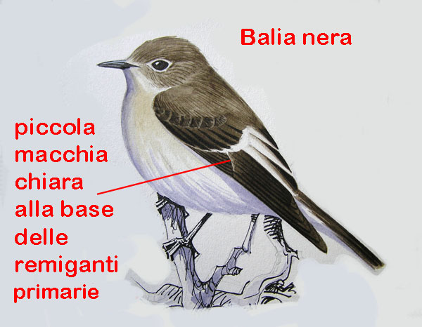 Balie a confronto-Disegni